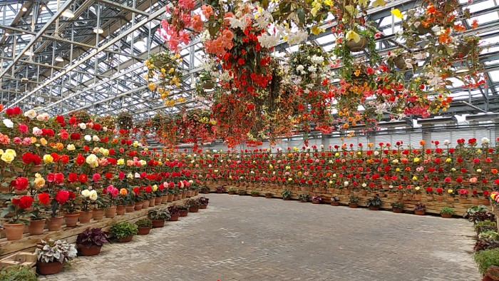 ベゴニアガーデン