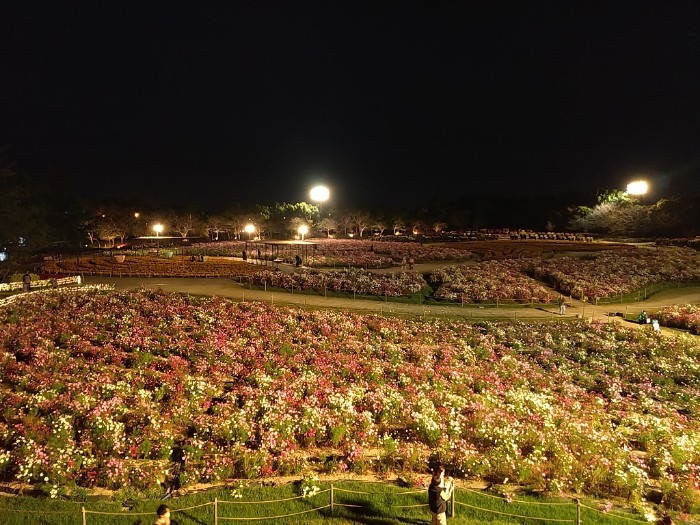 ダリア・コスモスまつり ライトアップ