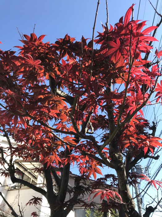 紅葉