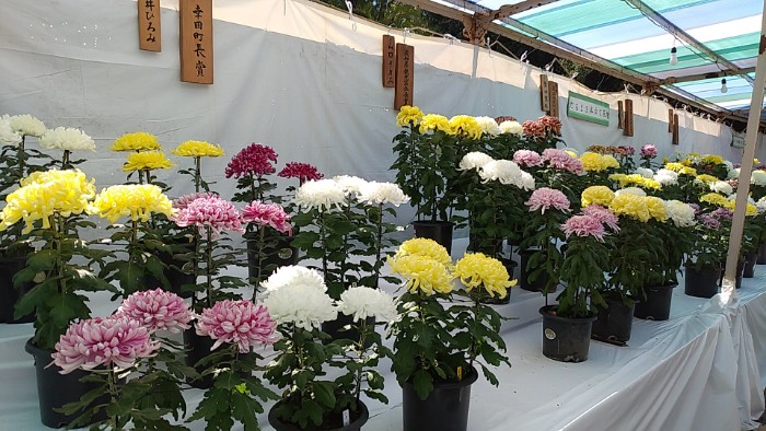 三河の菊まつり