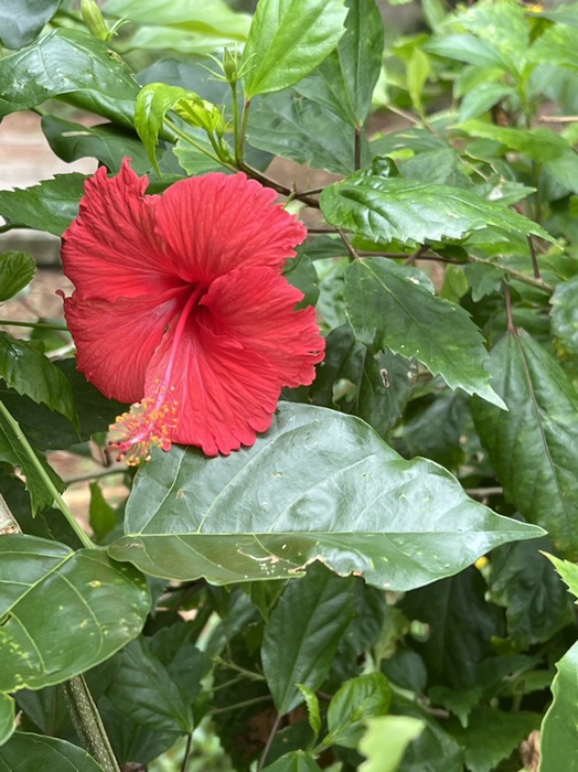 赤いハイビスカス