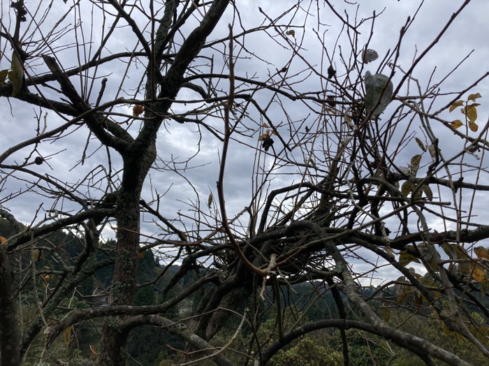 熊棚　柿の木にも爪跡が