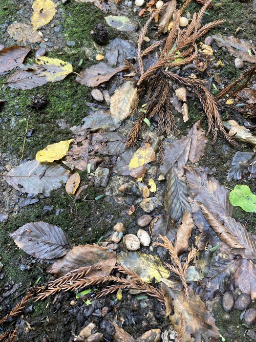 狸の糞　銀杏は外側の臭うところを食べている