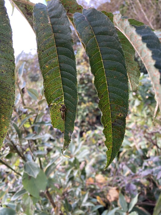 柑橘系の葉に揚羽蝶の幼虫が