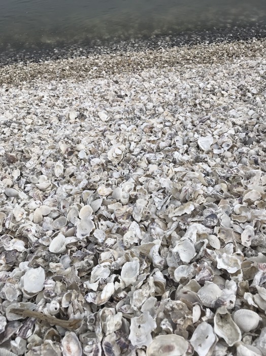 白い砂とおもいきや、貝殻！