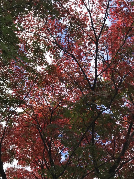 紅葉