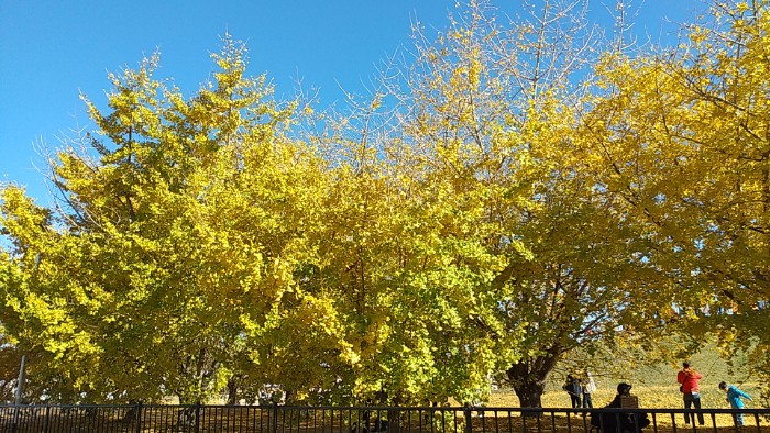 祖父江イチョウ