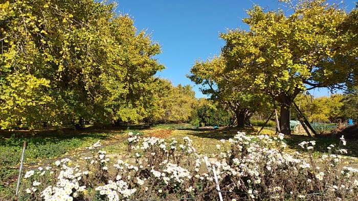 祖父江イチョウ
