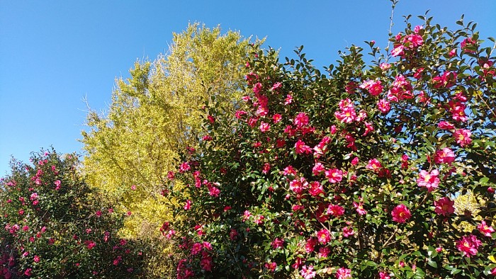 銀杏と山茶花