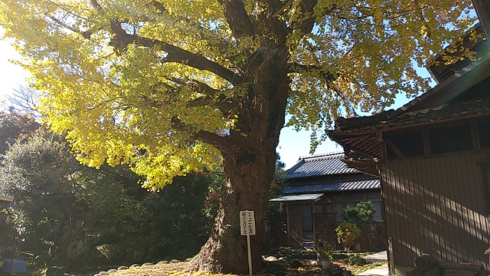 イチョウの乳(本根)