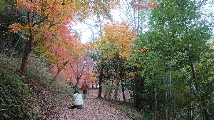 近所の人の散歩コースのようだ