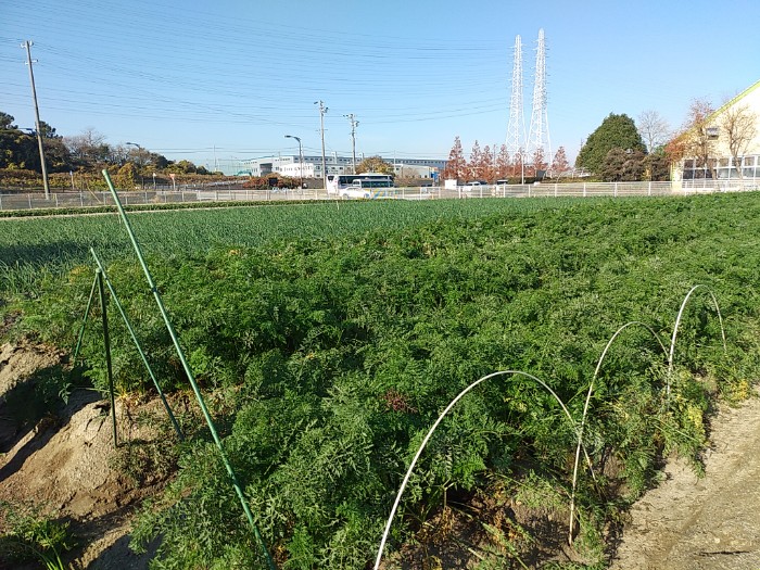 にんじん畑