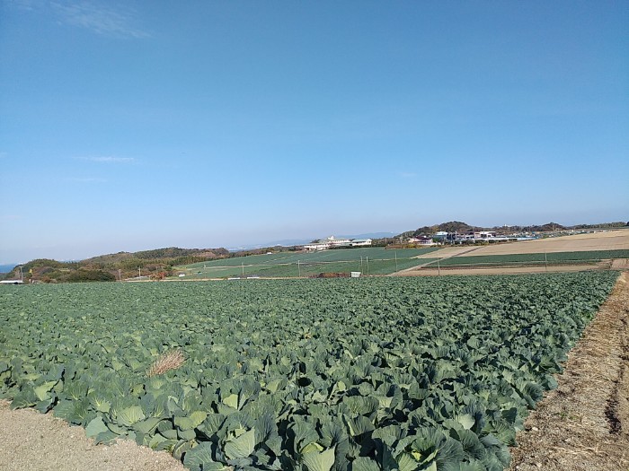花ひろば キャベツ畑