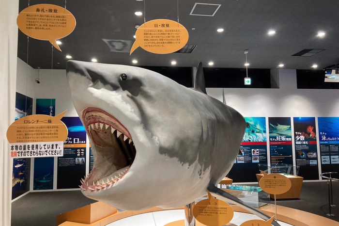 でも入りました！