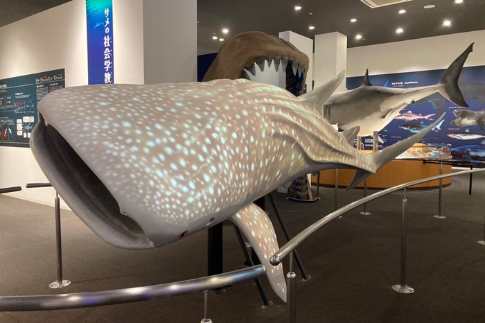 ジンベエもいた！