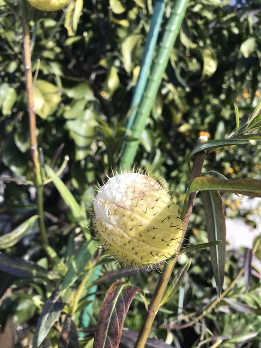 フウセントウワタ