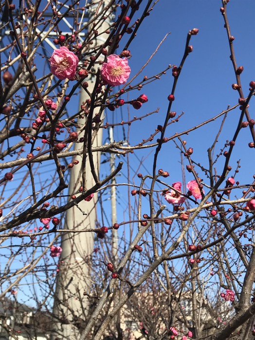 紅梅