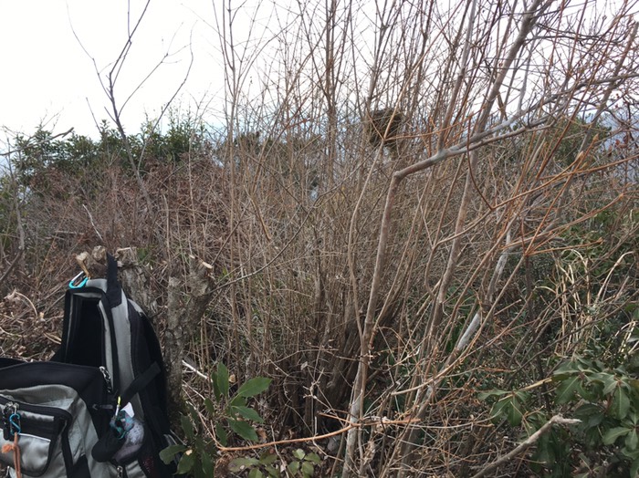 よく見ると鳥の巣が