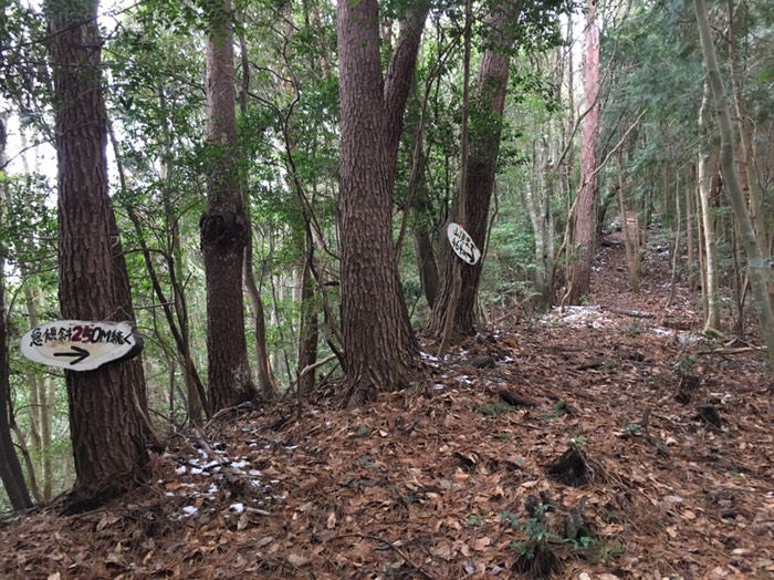 ひたすら尾根を登る