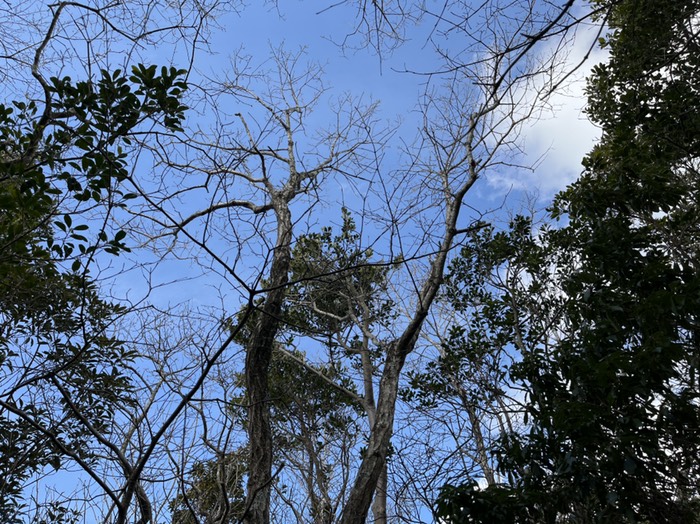 久しぶりの青空だ