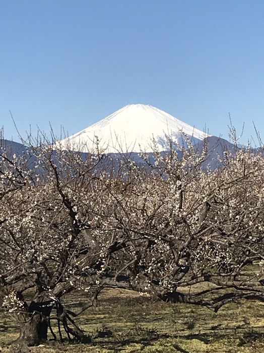 富士山と梅