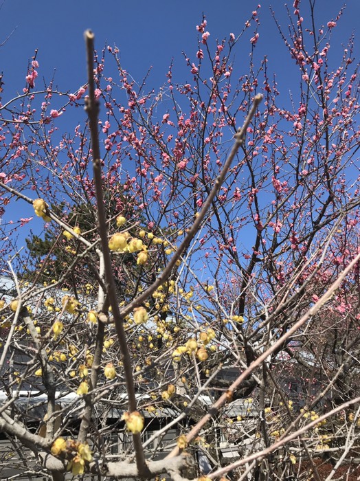 紅梅と蝋梅