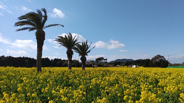 伊良湖 菜の花まつり