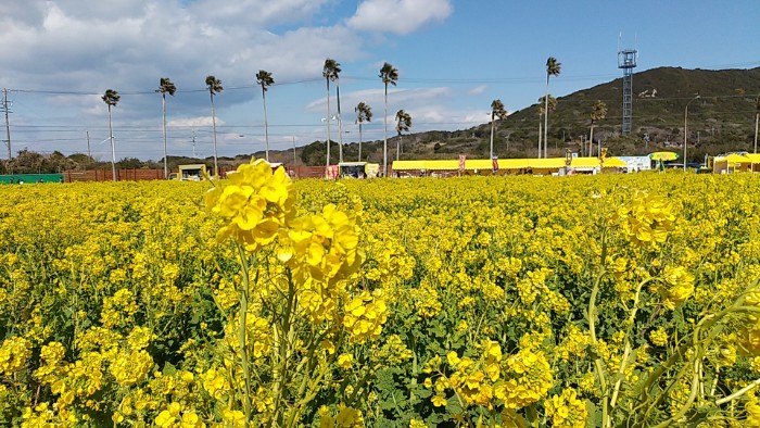 菜の花まつり 菜の花ガーデン