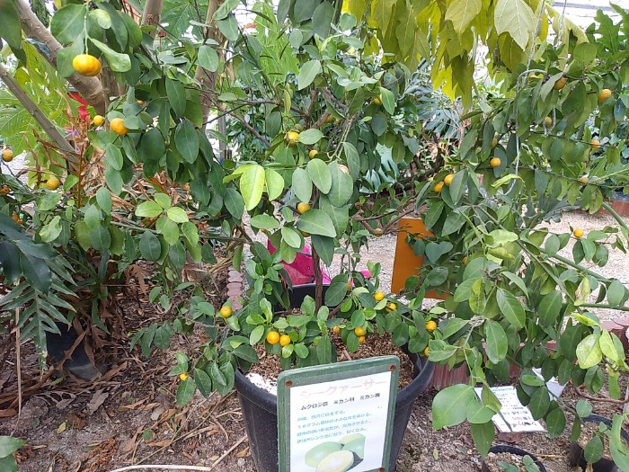 シークヮーサー