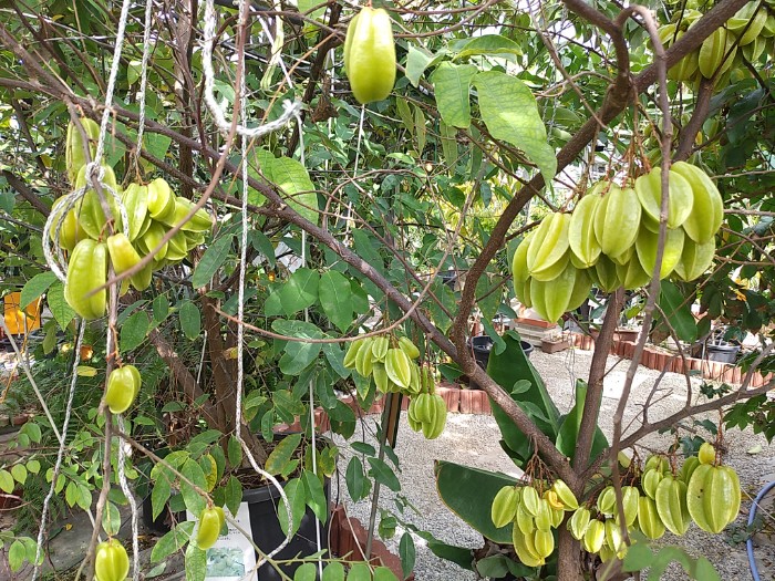 スターフルーツ