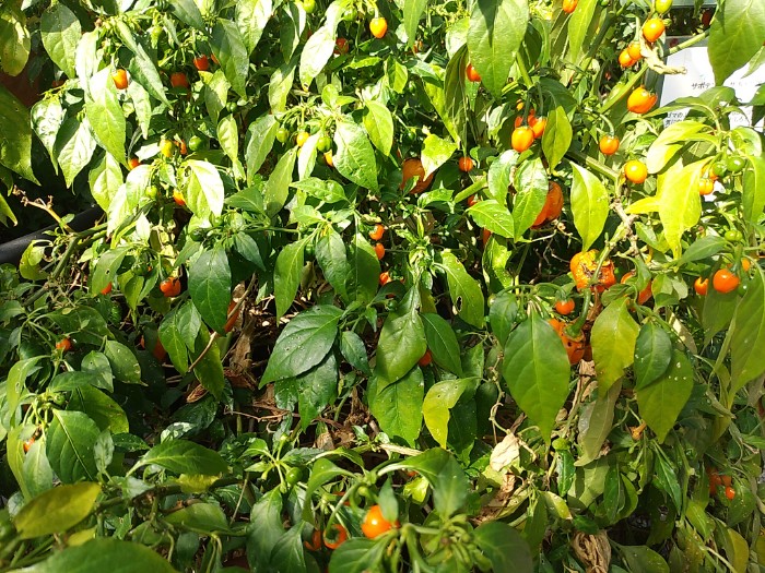 イエローピタヤ