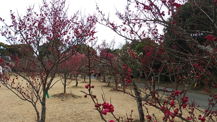 向山緑地梅林