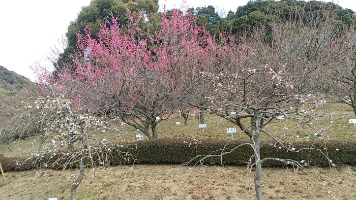 赤塚山公園 梅林