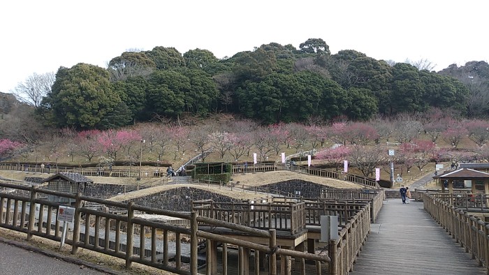 赤塚山公園 梅園
