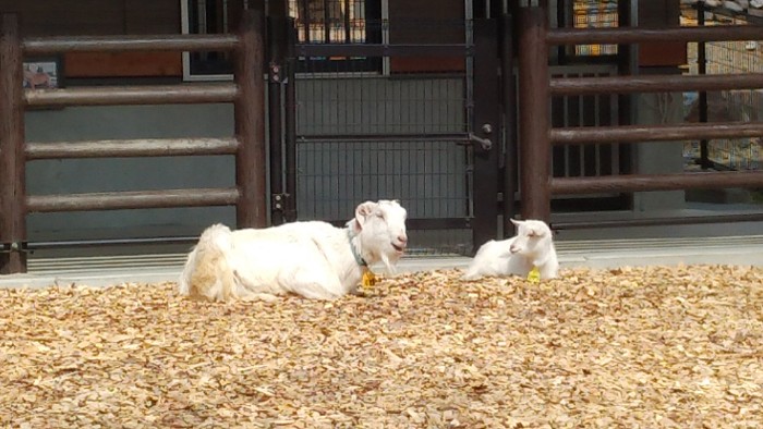 アニアニまある ヤギ