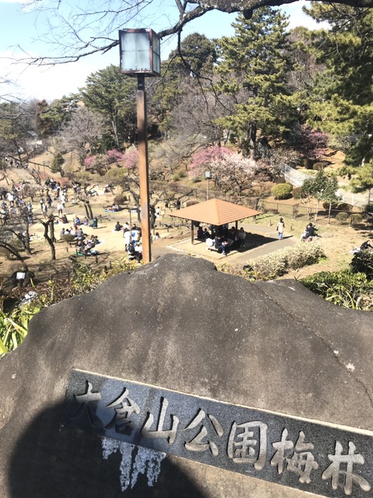 大倉山公園梅林