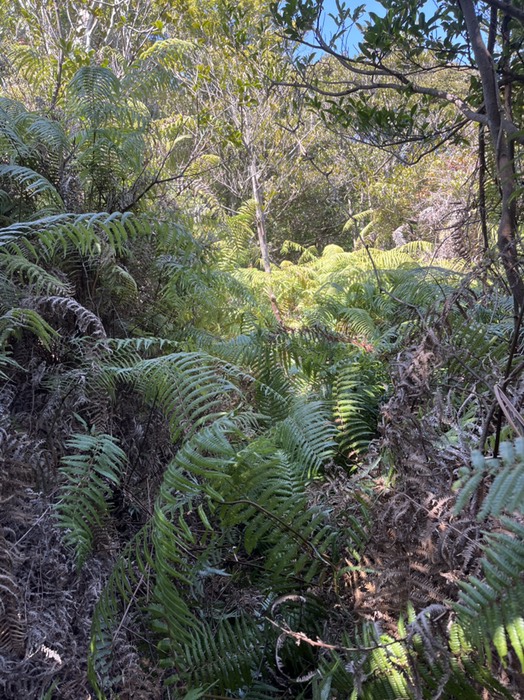 シダをラッセルした後
