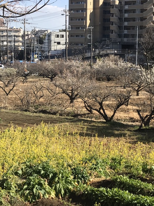 梅と菜の花