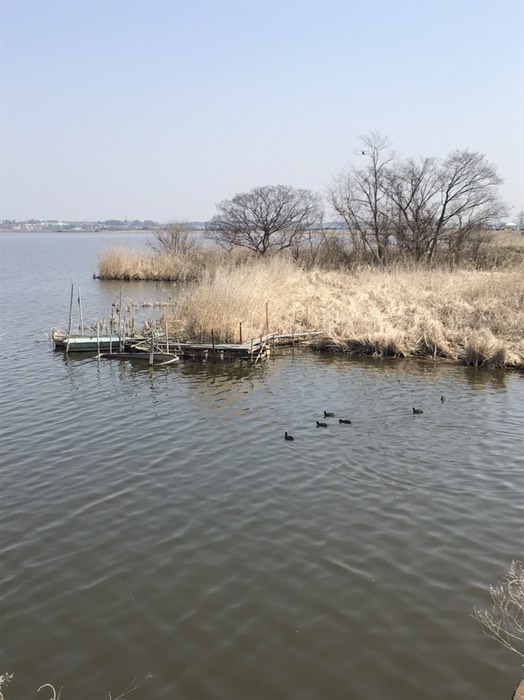 コガモの群れ？