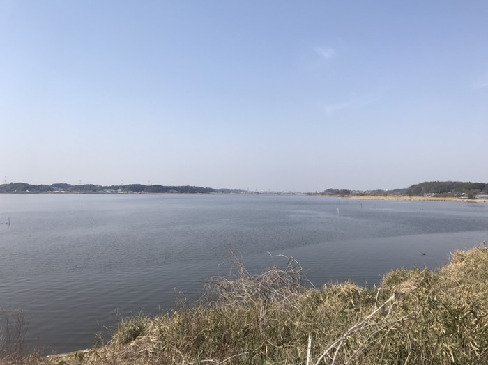 手賀沼東岸より