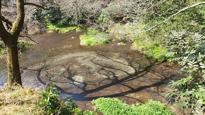 柿田川公園 第１展望台より
