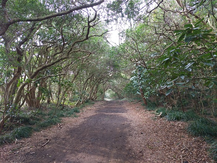 こもれびトンネル