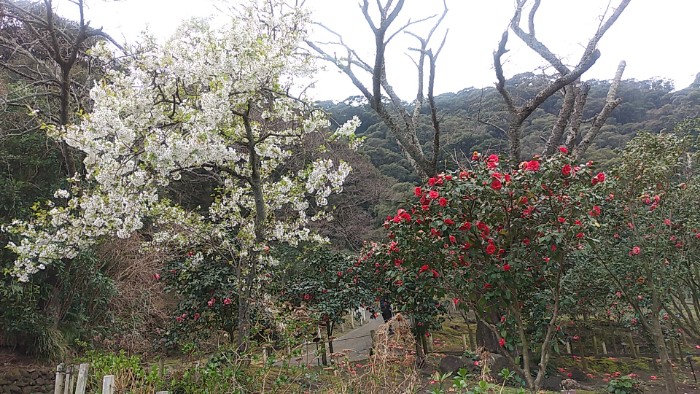 大島桜と椿