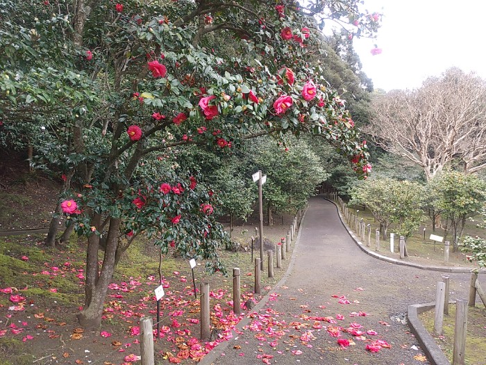 椿 まつり 都立大島公園