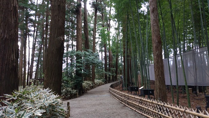 大杉森と孟宗竹林