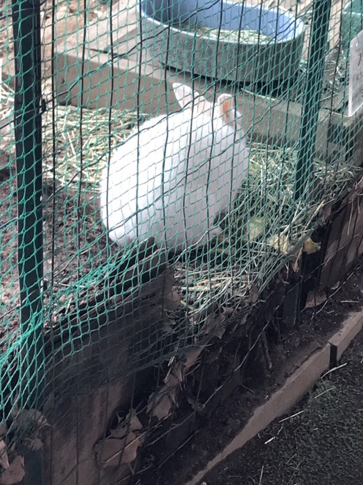ウサギさん