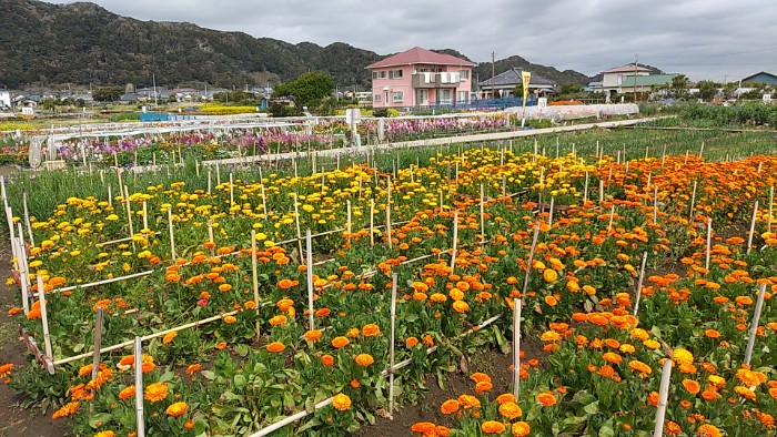 千倉の花畑