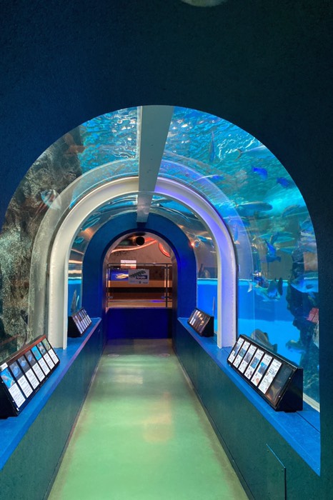 鉄骨で支えてます