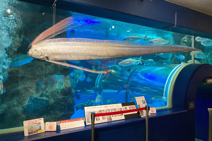 魚津水族館といえば
