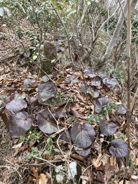 イワカガミ群落